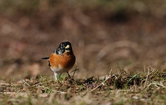 David Plant Photography - Wildlife Photographer - Brambling male - D